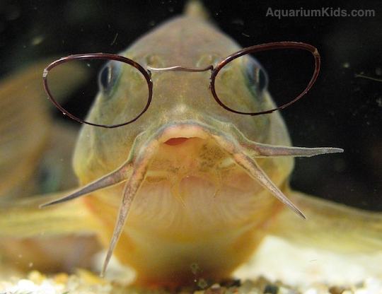 Fish with glasses