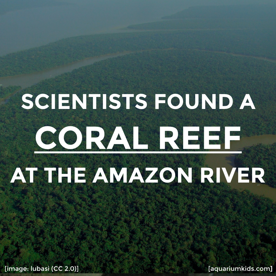 Dyk Amazon Coral.png