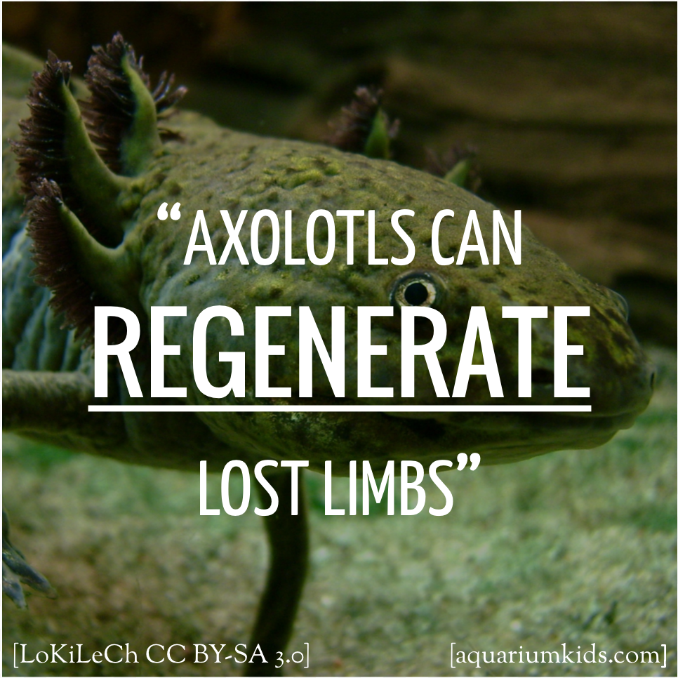 Dyk Axolotl Regeneration.png