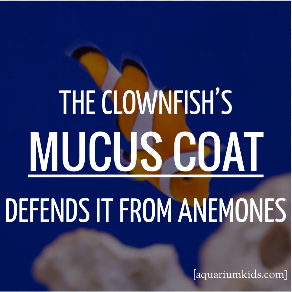Dyk Clownfish Mucus.png