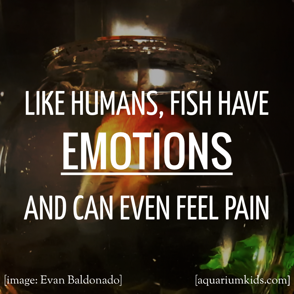 Dyk Fish Emotions And Pain.png
