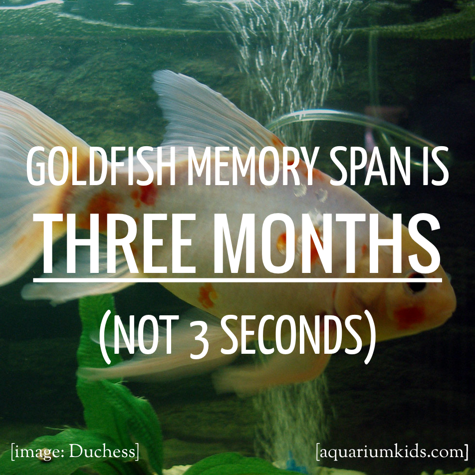 Dyk Goldfish Memory.png
