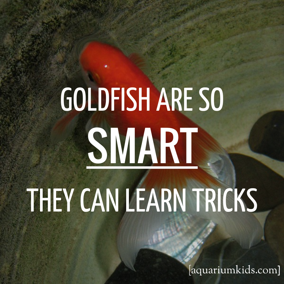 Dyk Goldfish Smartness.png