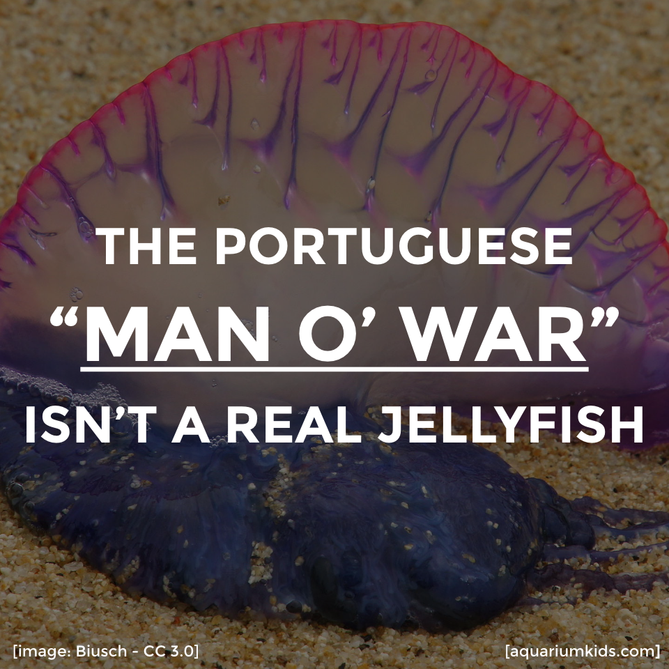 Dyk Man O War Jellyfish.png