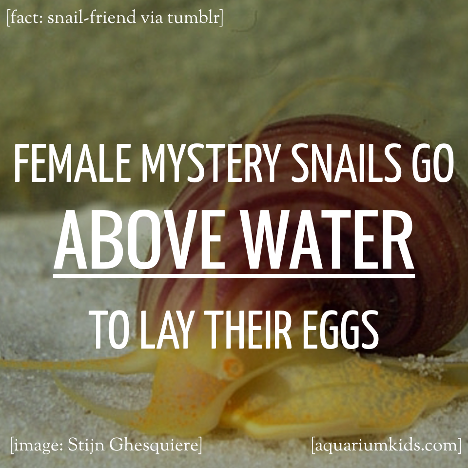 Dyk Mystery Snail Egg Laying.png
