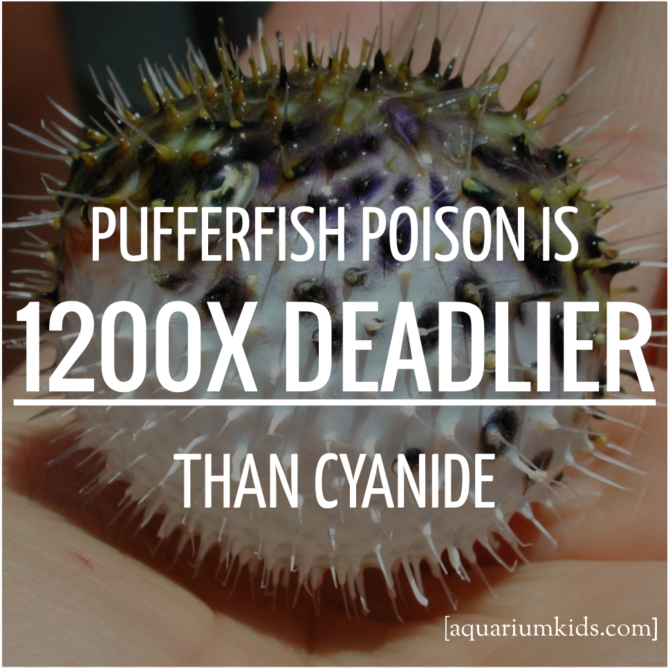 Dyk Pufferfish Poison.png