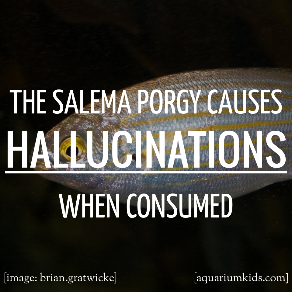 Dyk Salema Porgy Hallucinations.png