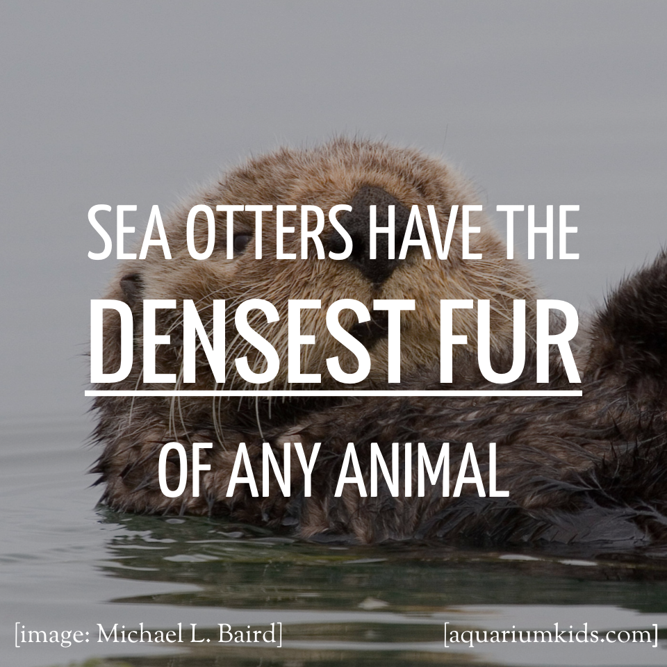 Dyk Sea Otter Fur Density.png