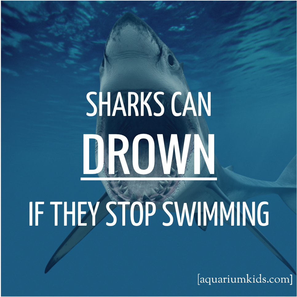 Dyk Shark Drown.png