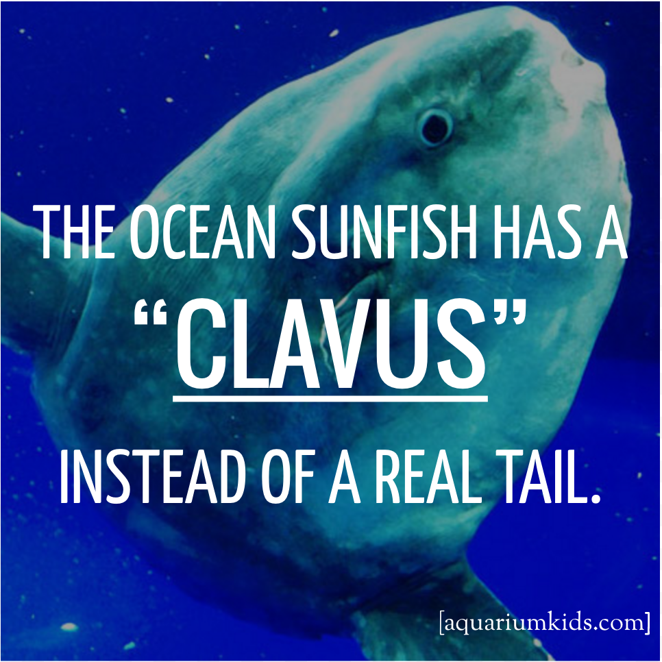 Dyk Sunfish Clavus.png