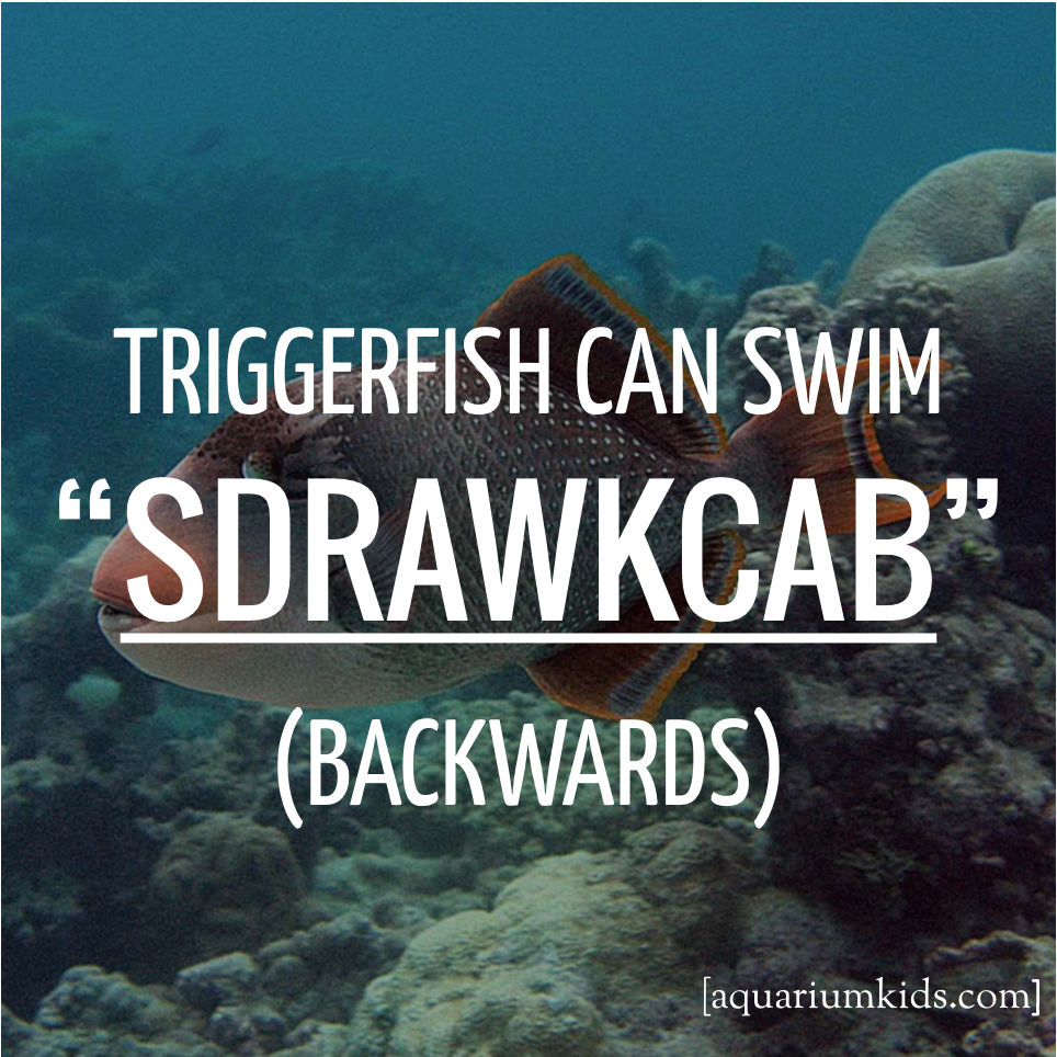 Dyk Triggerfish Backwards.png