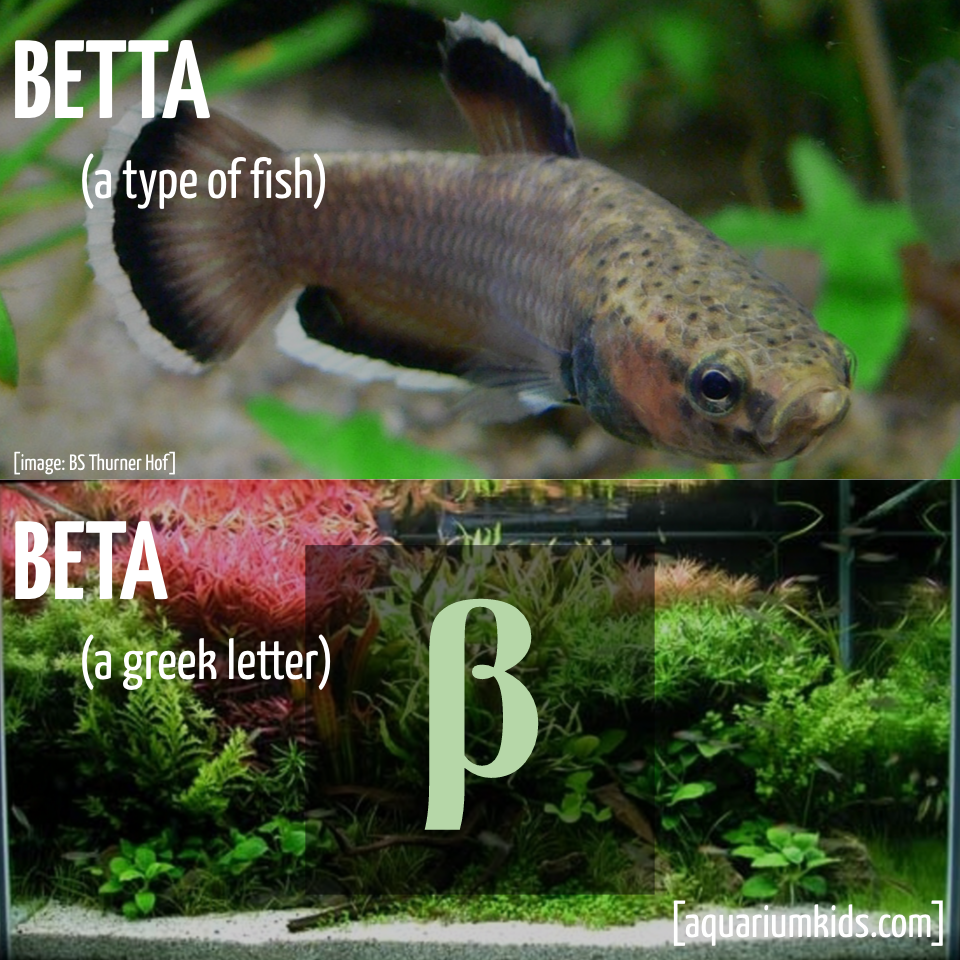 Ltd Grammar Betta Vs Beta.png
