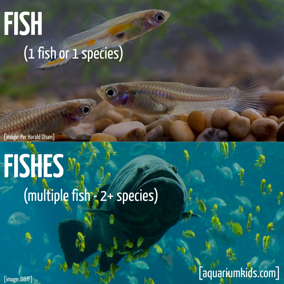 Ltd Grammar Fish Vs Fishes.png