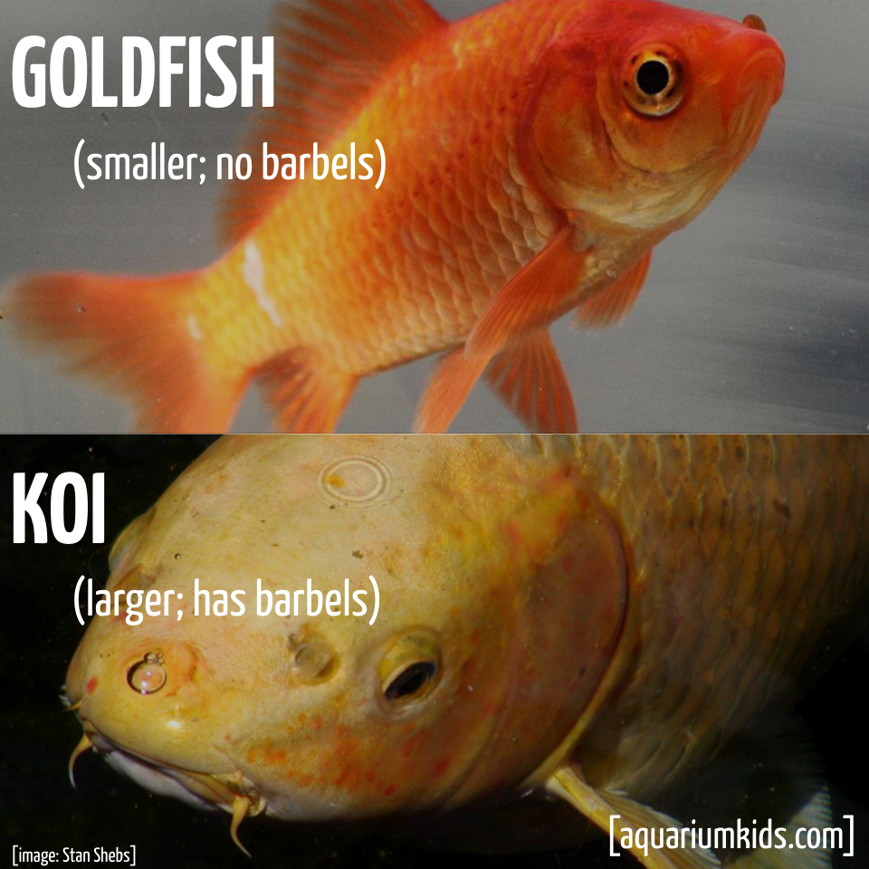 Ltd Id Goldfish Vs Koi.png