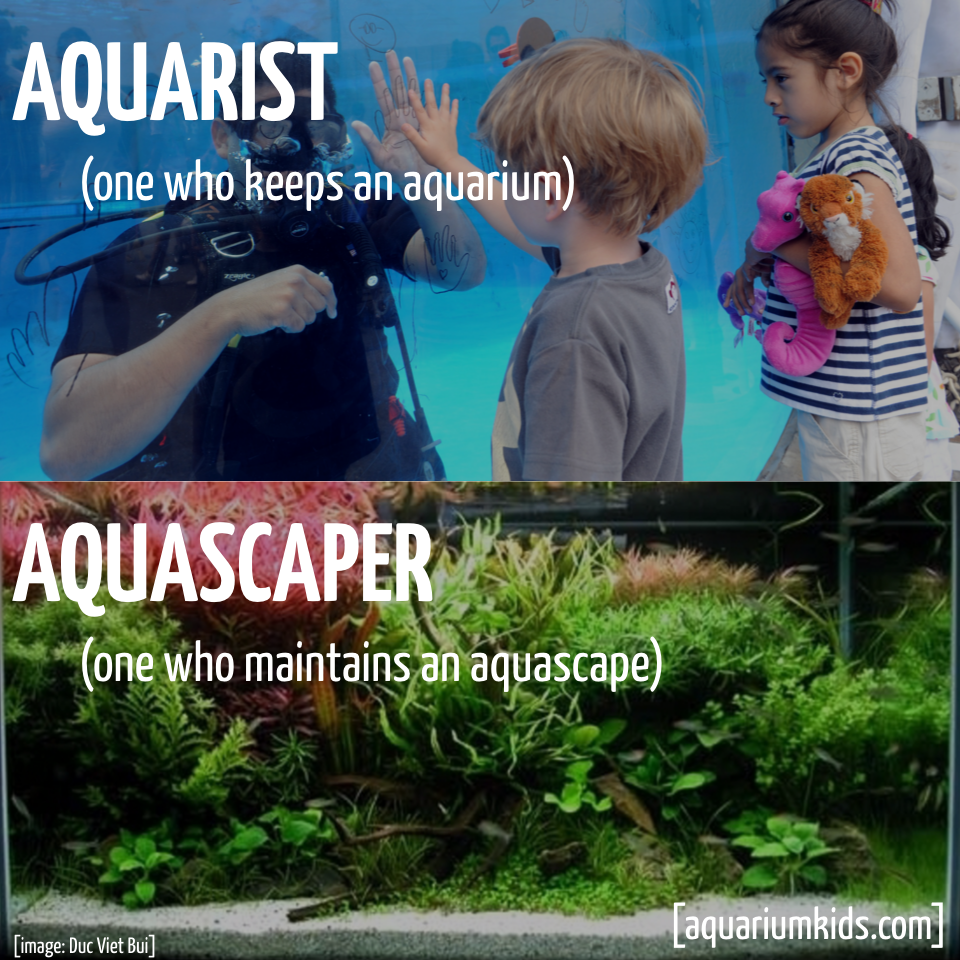 Ltd Jargon Aquarist Vs Aquascaper.png