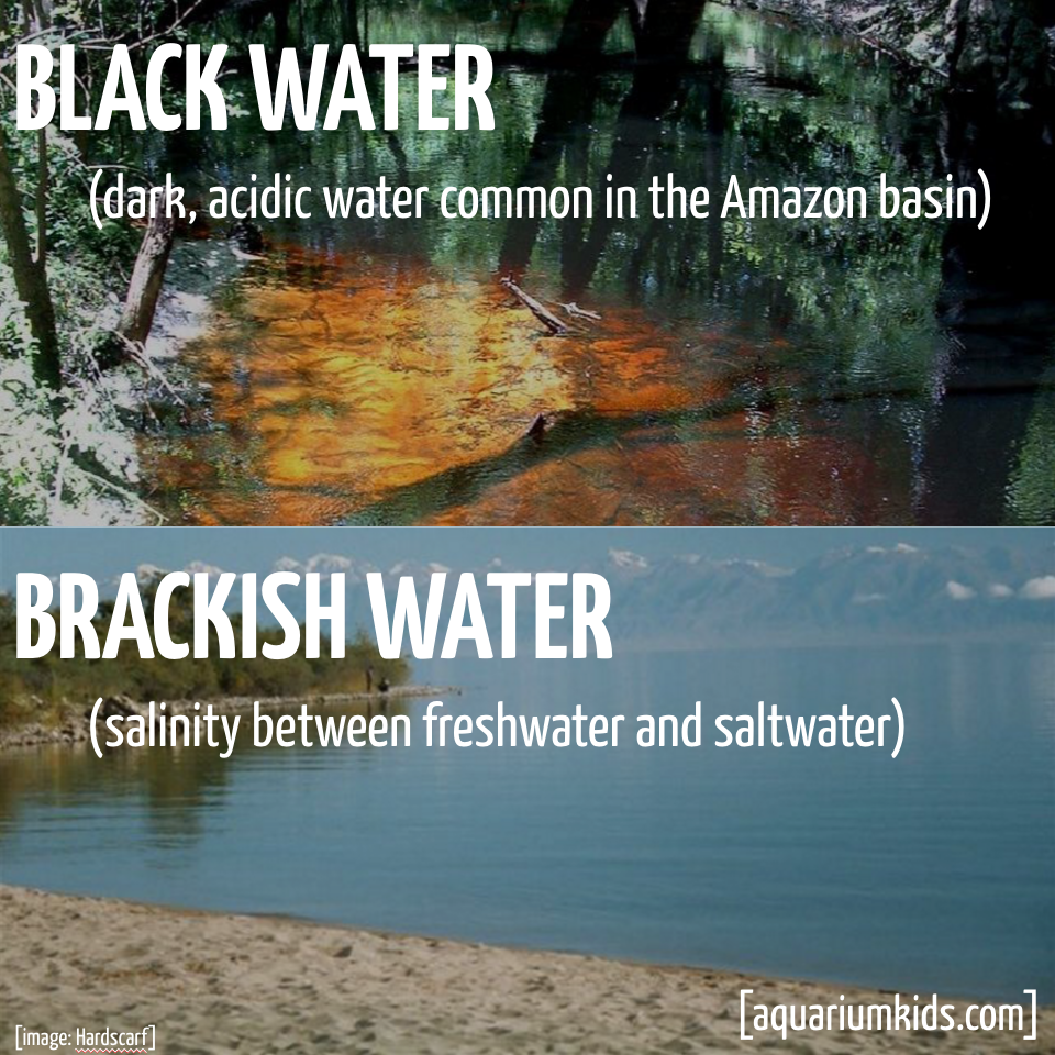 Ltd Jargon Black Water Vs Brackish Water.png