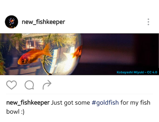 Fish in bowl on instagram